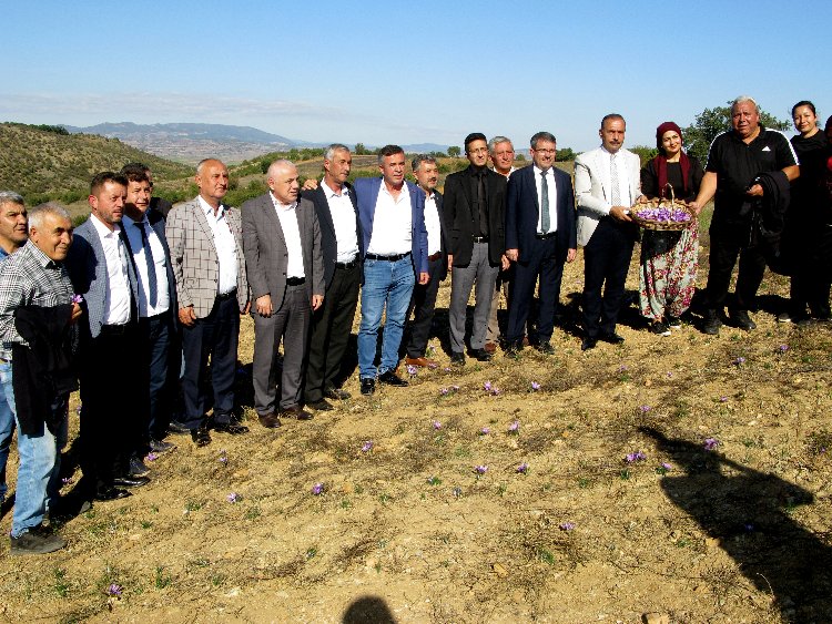 Bursa Yenişehir'de 'safran'da hasat vakti 1