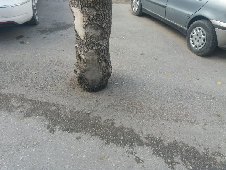 Afyonkarahisar'da otopark için ağaçların köküne asfalt döktüler! 1