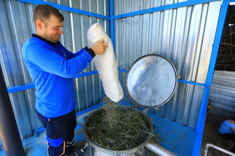 Muğla’nın aromatik bitkileri işleniyor 1