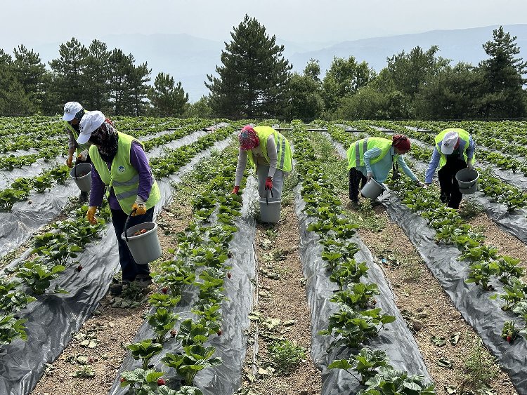 Sakarya'da rekor üretim bekleniyor 1