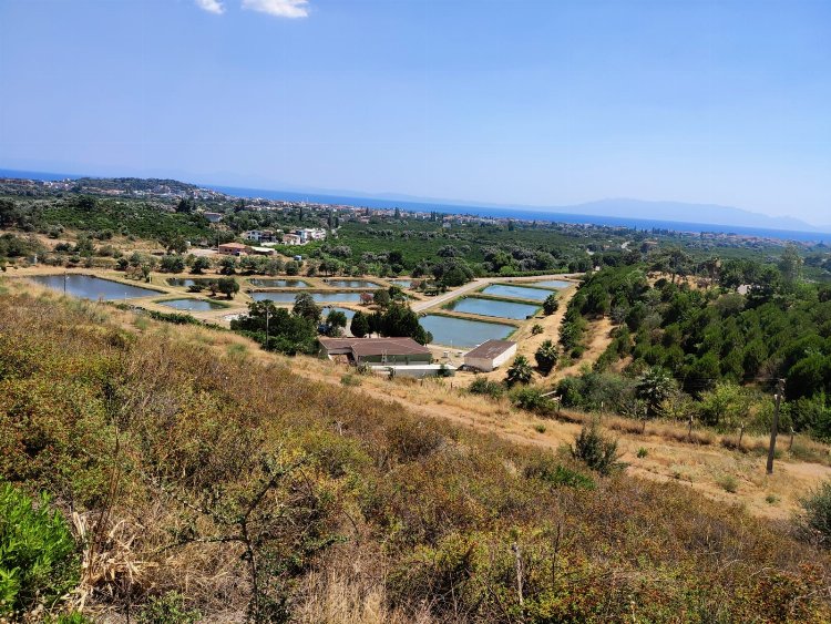 İzmir sularına 5 milyon yavru sazan 1