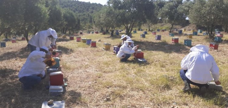 Manisa'da arıcılık eğitiminde yeni dönem 1