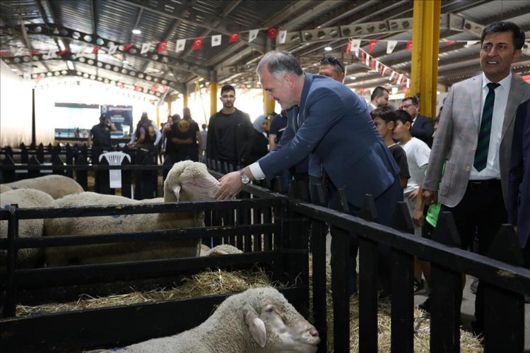 Bursa İnegöl’de 3. Küçükbaş Hayvancılık Festivali başladı 3