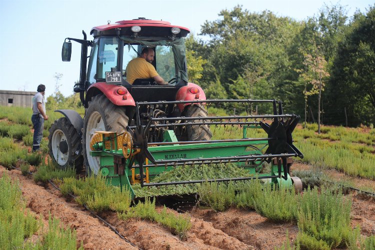 Sakarya Botanik'te biberiye zamanı... Hedef 15 ton 1