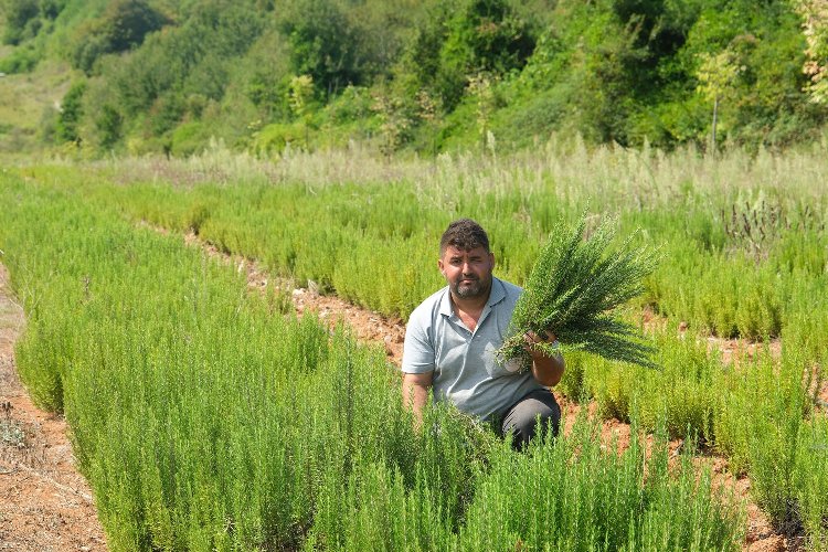 Sakarya Botanik'te biberiye zamanı... Hedef 15 ton 2