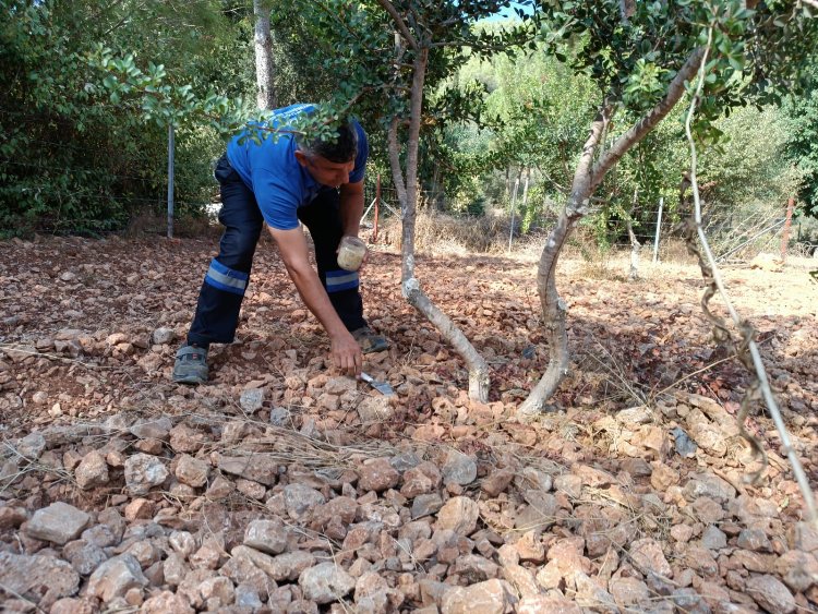 Muğla ilk sakızlarını verdi 1