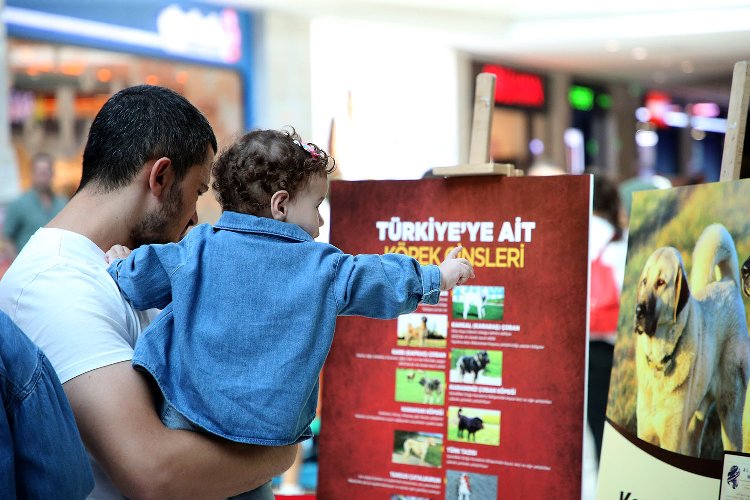 Sakarya'da Pati Festivali'nde renkli görüntüler 2