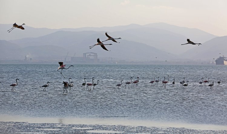 İzmit Körfezi onlarca flamingoya ev sahipliği yapıyor 1