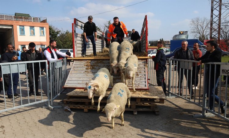 Kocaeli'den damızlık koçlarda 2. etap dağıtım... 500 koç, 150 teke verilecek 1